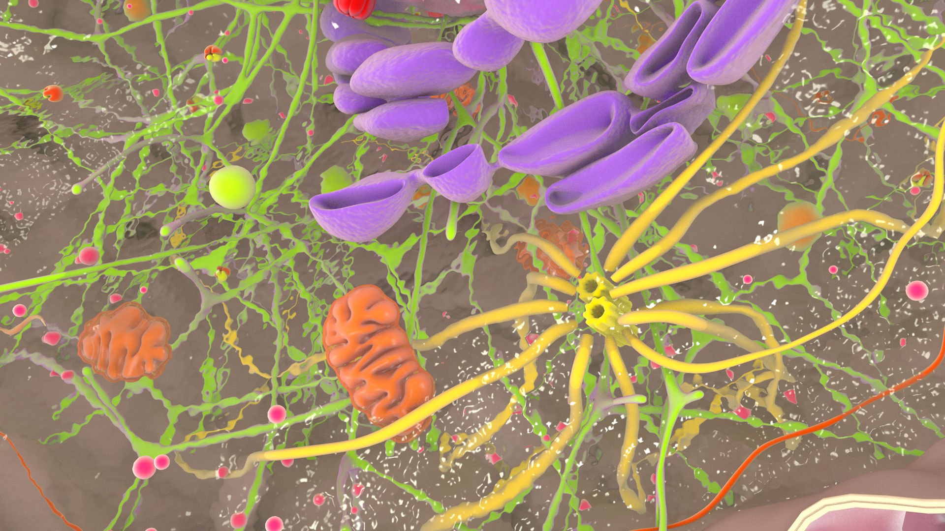 3D Human  Immune Cell model https://p.turbosquid.com/ts-thumb/NZ/GqftKy/C5/dcell_image_0014/jpg/1771578461/1920x1080/fit_q87/c0280b3844018e60f89aebc44291f62d2ce6b538/dcell_image_0014.jpg