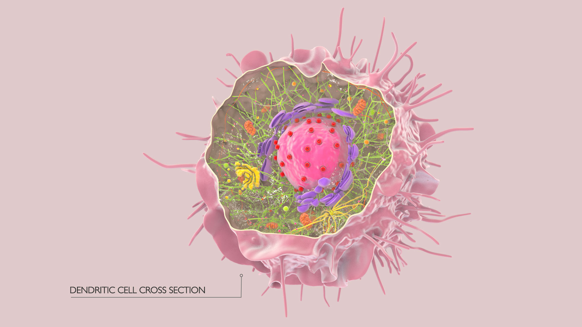 3D Human  Immune Cell model https://p.turbosquid.com/ts-thumb/NZ/GqftKy/Qm/dcell_image_trancparent/jpg/1771583542/1920x1080/turn_fit_q99/7d0d358605a23ab6300b76fb6d8eb1780f98588d/dcell_image_trancparent-1.jpg