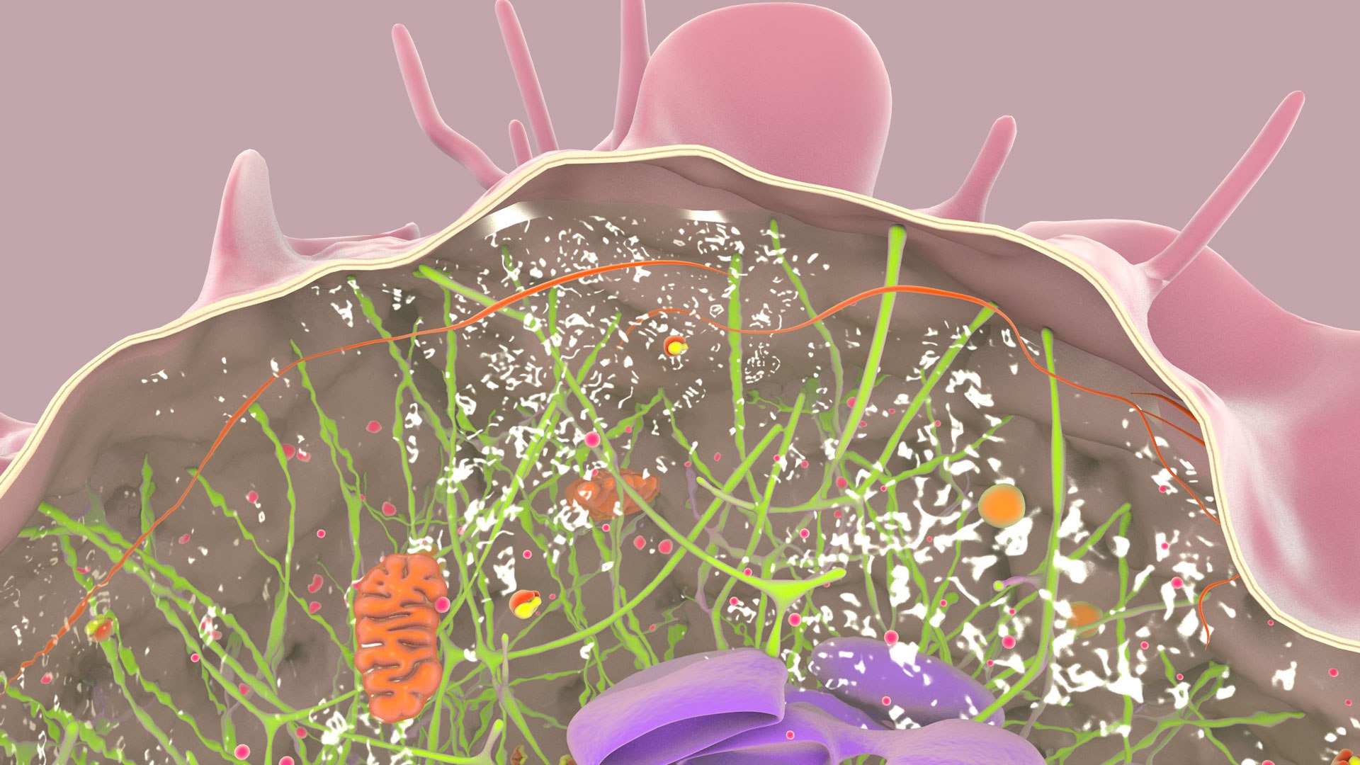 3D Human  Immune Cell model https://p.turbosquid.com/ts-thumb/NZ/GqftKy/gS/dcell_image_0021/jpg/1771578465/1920x1080/fit_q87/265283b8cfcf90337d05c429c5a601ac171fb0df/dcell_image_0021.jpg