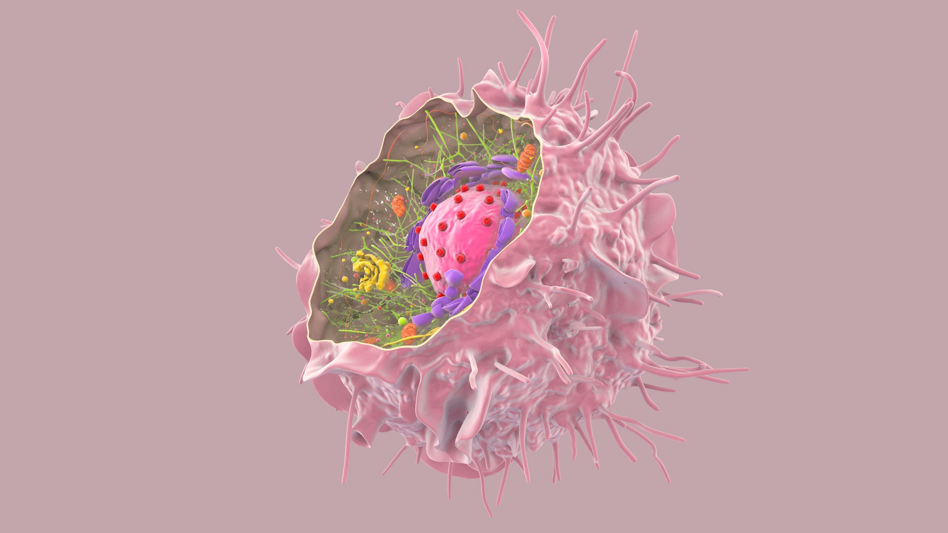 3D Human  Immune Cell model https://p.turbosquid.com/ts-thumb/NZ/GqftKy/ii/dcell_image_0004/jpg/1771578455/1920x1080/fit_q87/8c48bdaafa4acc580e4ef9afb41007bf4bedba13/dcell_image_0004.jpg