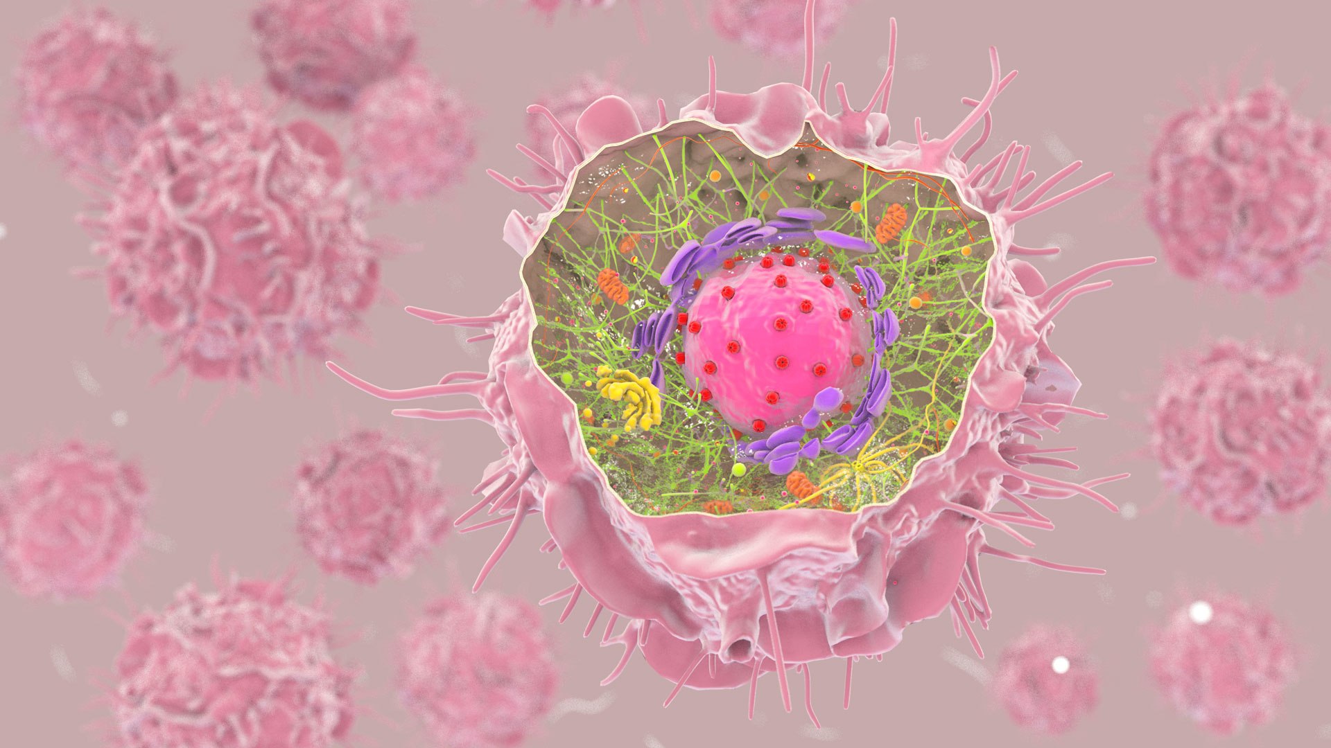3D Human  Immune Cell model https://p.turbosquid.com/ts-thumb/NZ/GqftKy/qU/dcell_image_color/jpg/1771574830/1920x1080/fit_q87/4695aba7716127dcc6b3c19276f2f06e5d6f968f/dcell_image_color.jpg