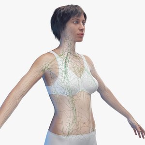 Female Body Ref 3D Model $20 - .obj - Free3D