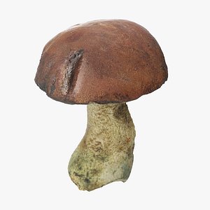 3D model boletus