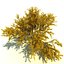 Quercus Garyana（オレゴンホワイトオーク）