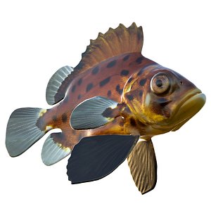 Giant sea bass fish 3D model