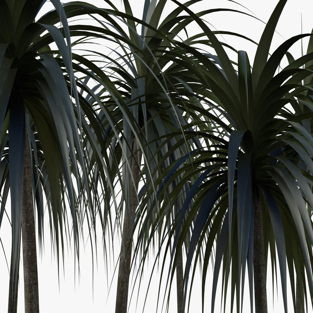 3D plant dracena arborea https://p.turbosquid.com/ts-thumb/Na/9RCq3M/JPgS5JH6/plant_md02_dracenaarborea_03/jpg/1498772560/1920x1080/fit_q87/fa2473c03dcbeef0566ad746885e559c60402c25/plant_md02_dracenaarborea_03.jpg