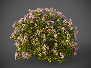 3D XfrogPlants Japanese Meadowsweet - Spiraea Japonica