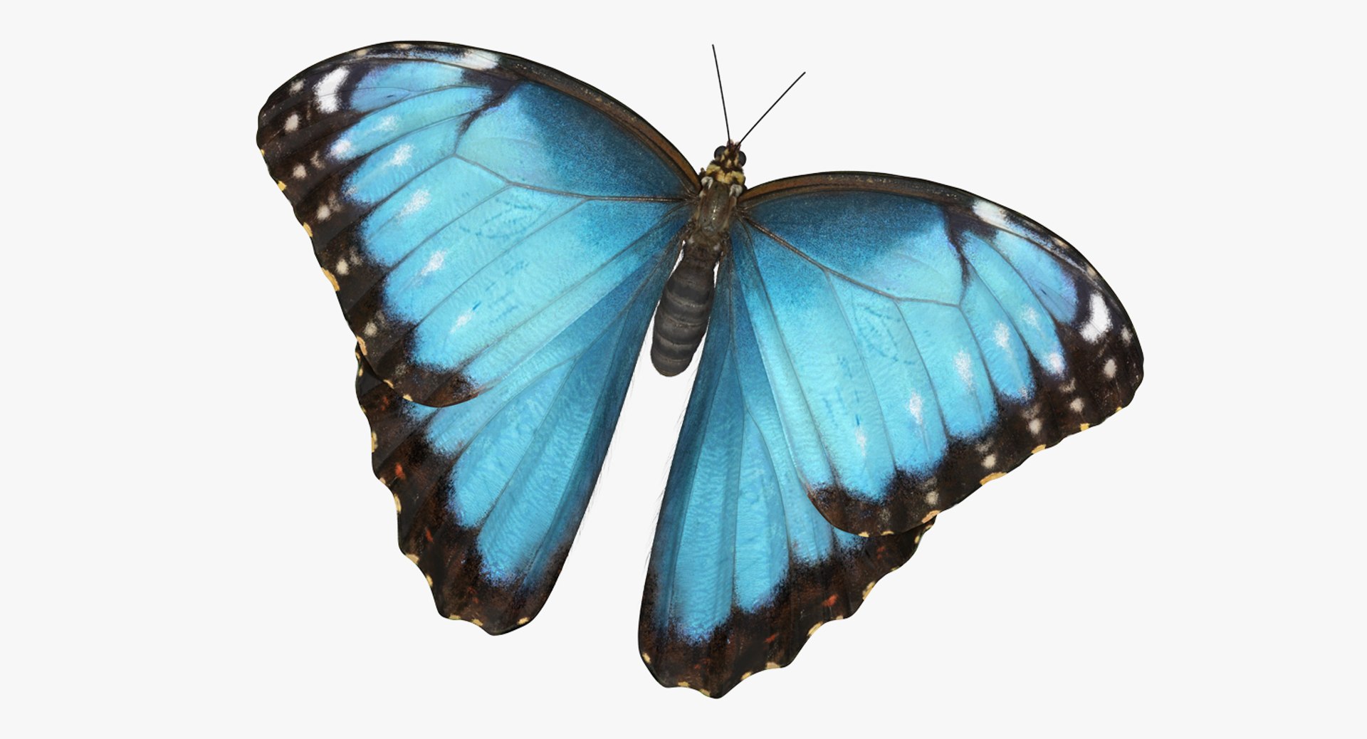 Common Morpho Butterfly with Fur 3D Model 3D model preview