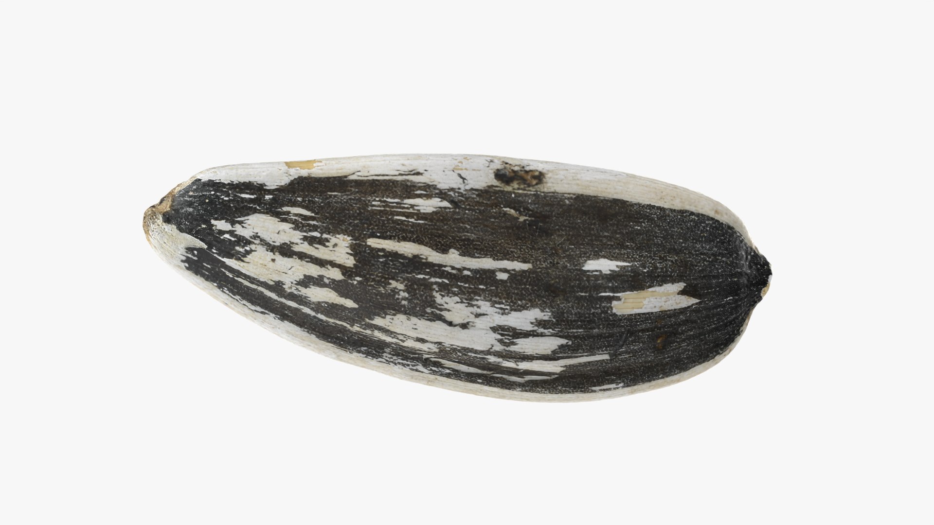 3D Sunflower Seed 01 - Raw Scan https://p.turbosquid.com/ts-thumb/Na/SlW81b/3S/sunflowerseed01_0012/png/1764575193/1920x1080/fit_q87/4486d32ec917de1a3a0ab3a33a52060ce03dd8f2/sunflowerseed01_0012.jpg