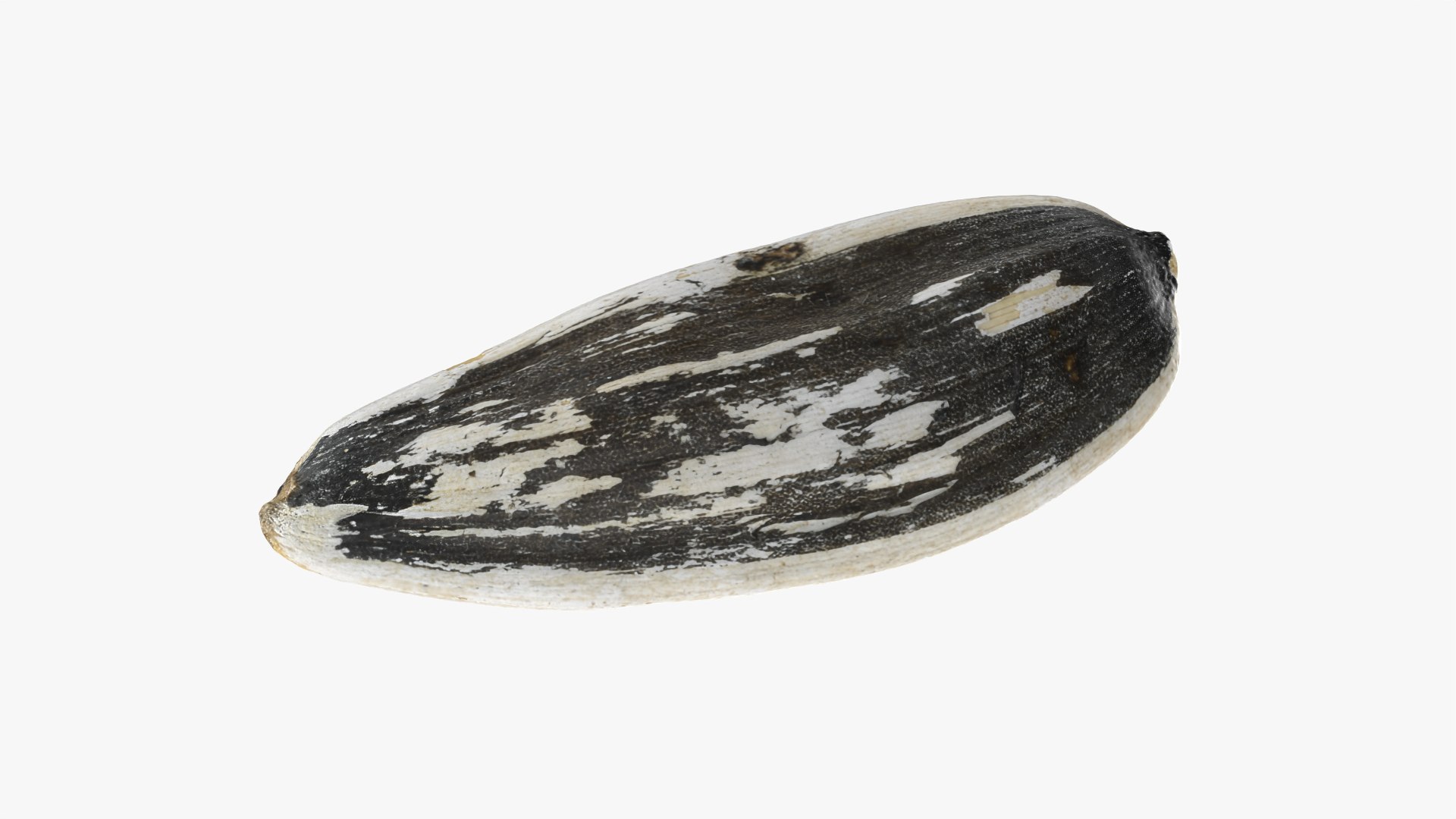 3D Sunflower Seed 01 - Raw Scan https://p.turbosquid.com/ts-thumb/Na/SlW81b/BH/sunflowerseed01_0002/png/1764575171/1920x1080/fit_q87/13ce681d15cf0b42206a5fb57643078fcf1645b8/sunflowerseed01_0002.jpg