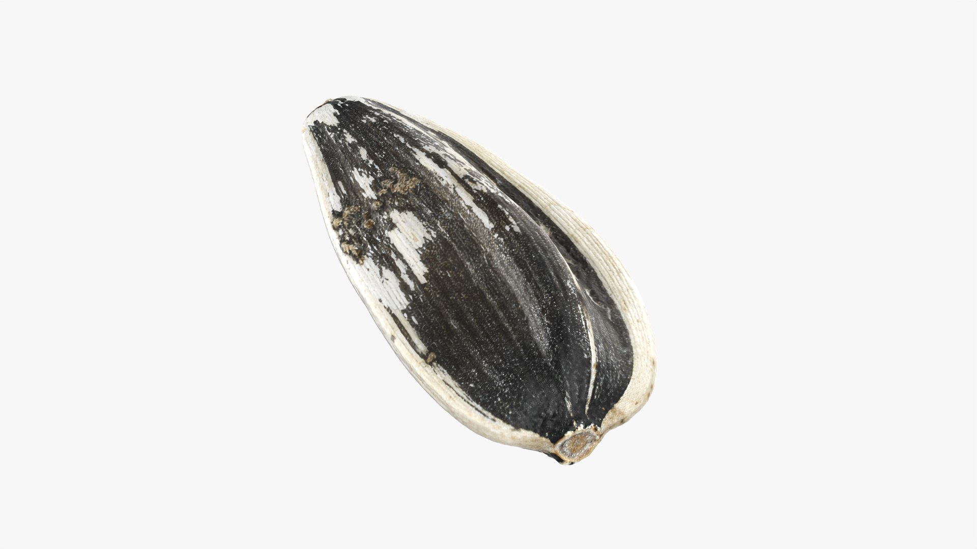 3D Sunflower Seed 01 - Raw Scan https://p.turbosquid.com/ts-thumb/Na/SlW81b/Li/sunflowerseed01_0008/png/1764575182/1920x1080/fit_q87/c3e74a4d1582924e9a5f58a34884b6d58a41f3f6/sunflowerseed01_0008.jpg