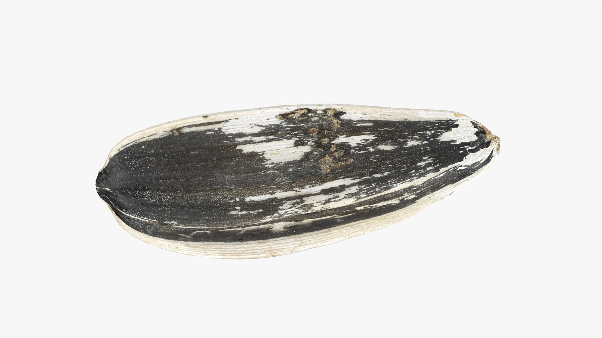 3D Sunflower Seed 01 - Raw Scan https://p.turbosquid.com/ts-thumb/Na/SlW81b/MS/sunflowerseed01_0007/png/1764575183/1920x1080/fit_q87/6b19ad07028689902c5bc013831d5bb839917810/sunflowerseed01_0007.jpg