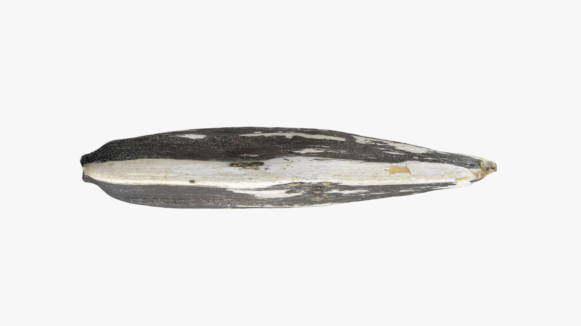 3D Sunflower Seed 01 - Raw Scan https://p.turbosquid.com/ts-thumb/Na/SlW81b/NS/sunflowerseed01_0004/png/1764575176/1920x1080/fit_q87/dcb983877911afc7ce73a3fd50946f1266b5ed07/sunflowerseed01_0004.jpg
