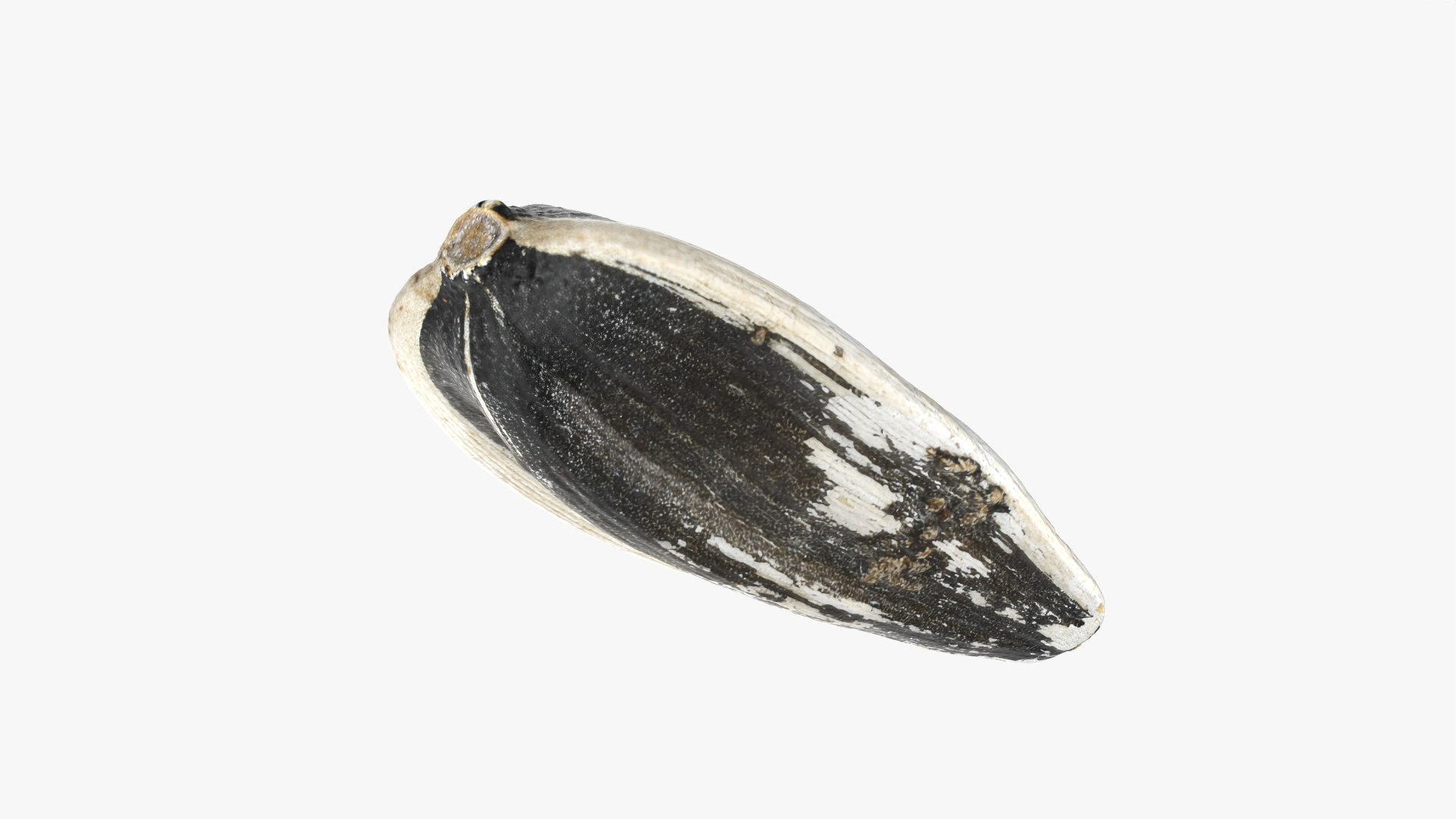 3D Sunflower Seed 01 - Raw Scan https://p.turbosquid.com/ts-thumb/Na/SlW81b/fb/sunflowerseed01_0009/png/1764575188/1920x1080/fit_q87/316b8c5fb4b2e9d0c039aa79bffb40be7c775849/sunflowerseed01_0009.jpg