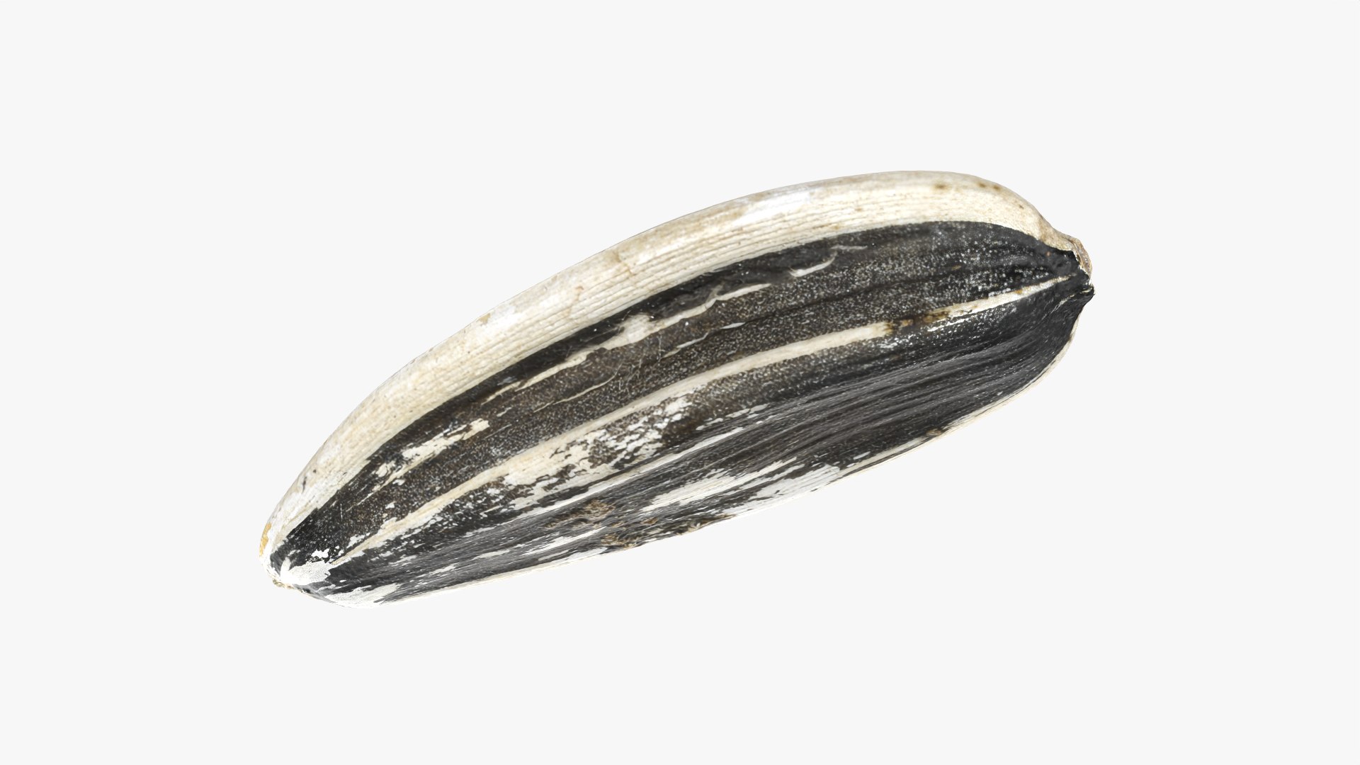 3D Sunflower Seed 01 - Raw Scan https://p.turbosquid.com/ts-thumb/Na/SlW81b/rX/sunflowerseed01_0006/png/1764575178/1920x1080/fit_q87/fcf05c42e47e966cc83e98652985904dd308d5b3/sunflowerseed01_0006.jpg