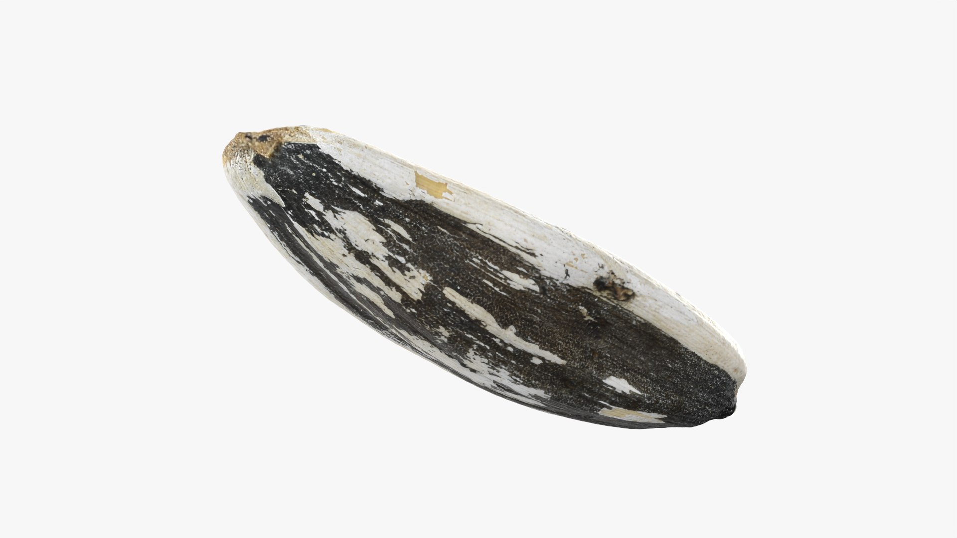 3D Sunflower Seed 01 - Raw Scan https://p.turbosquid.com/ts-thumb/Na/SlW81b/sV/sunflowerseed01_0010/png/1764575189/1920x1080/fit_q87/4a98f293e381b83728204dc2e5b7d553fe782585/sunflowerseed01_0010.jpg