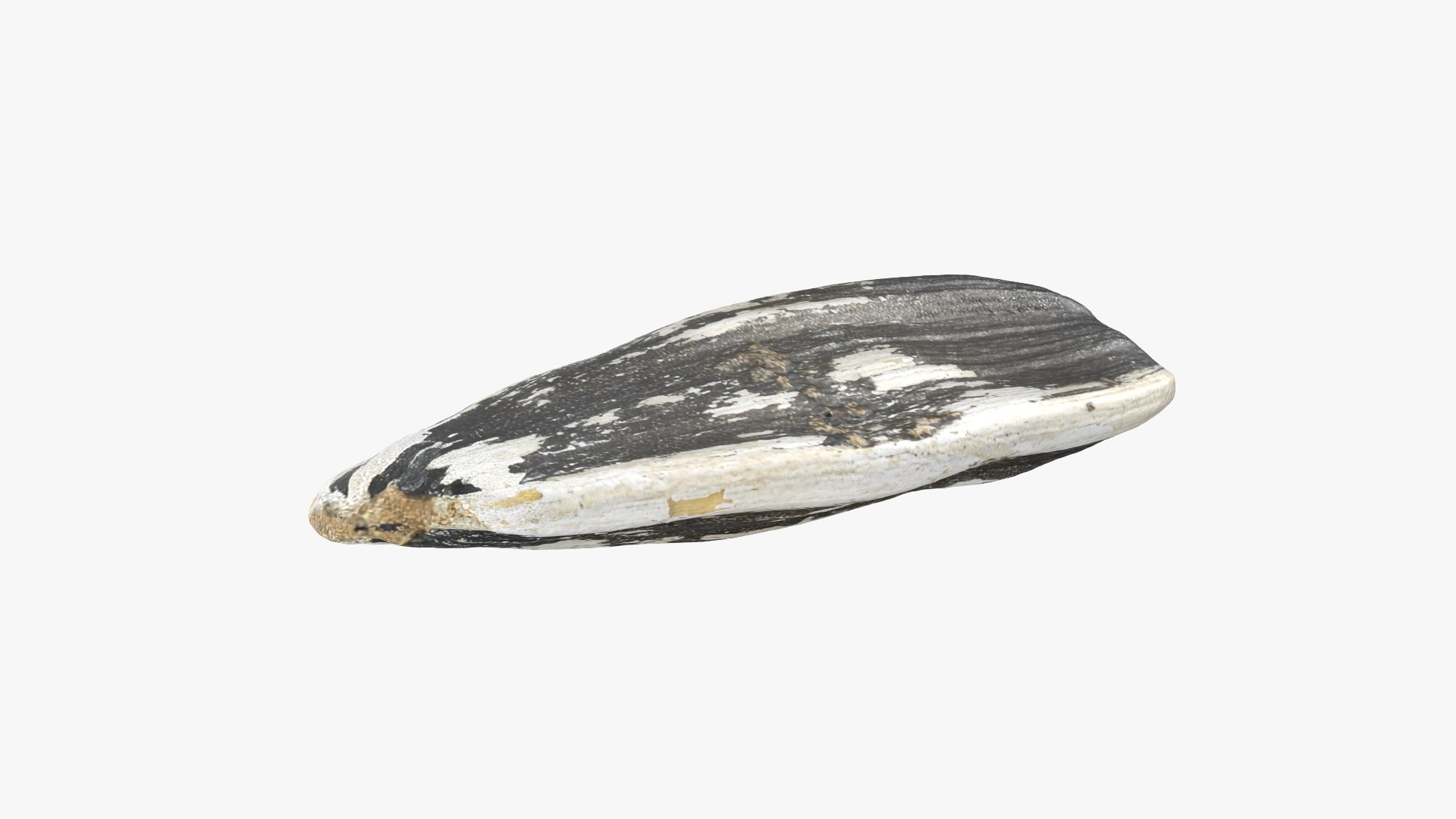 3D Sunflower Seed 01 - Raw Scan https://p.turbosquid.com/ts-thumb/Na/SlW81b/y7/sunflowerseed01_0005/png/1764575176/1920x1080/fit_q87/83734187079a9ee9acbe62a743aa06b8b89bec0c/sunflowerseed01_0005.jpg