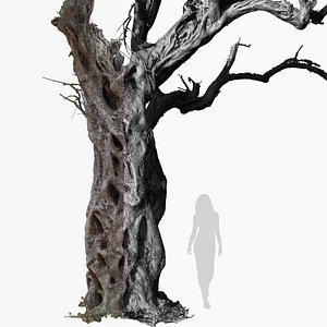 3D Olive Tree 2 RAW 3D Scan 1x16k Textures OBJ