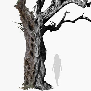 Olive Tree 2 RAW 3D Scan 1x16k Textures OBJ