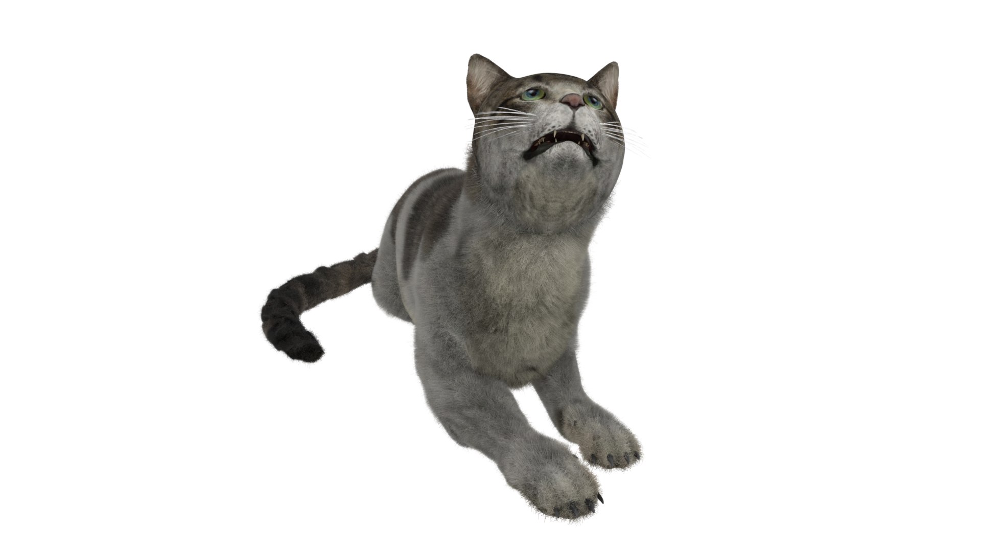 Sunday cat : 2 190 images, photos de stock, objets 3D et images  vectorielles
