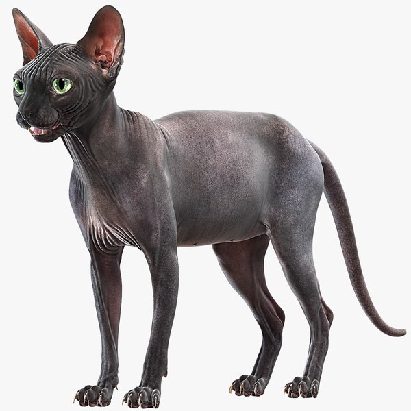 sphynx cat 3D model