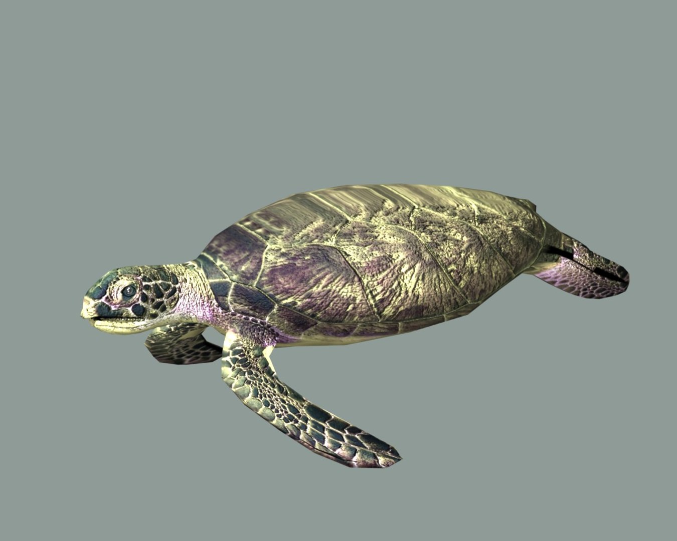 Turtle fd