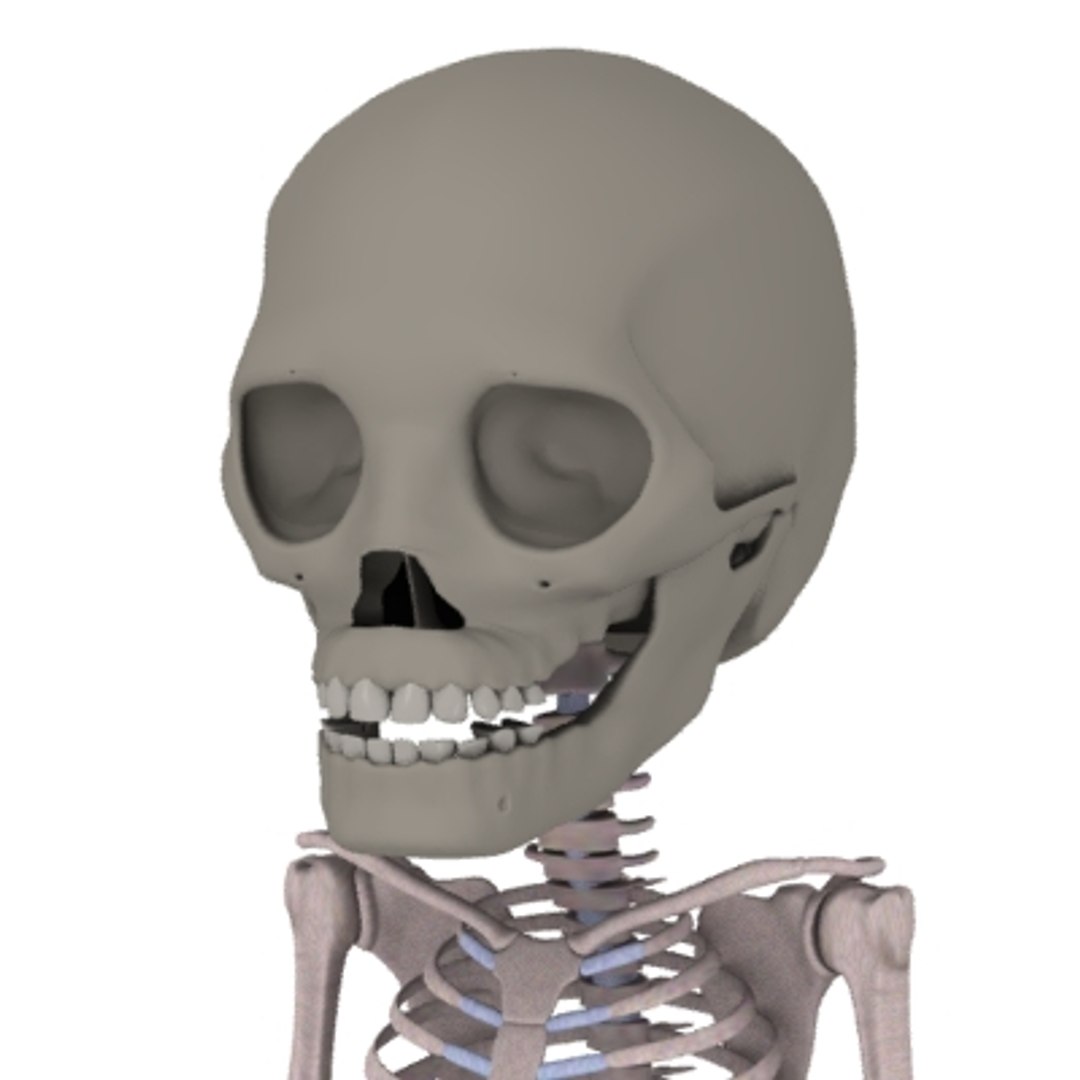3d 2 years skeleton human https://p.turbosquid.com/ts-thumb/Nb/GZGQK8/TO7tbcox/2yrskeletona/jpg/1204899876/1920x1080/fit_q87/d056114cc2aaf91e879bcc5875e408876cd74f21/2yrskeletona.jpg