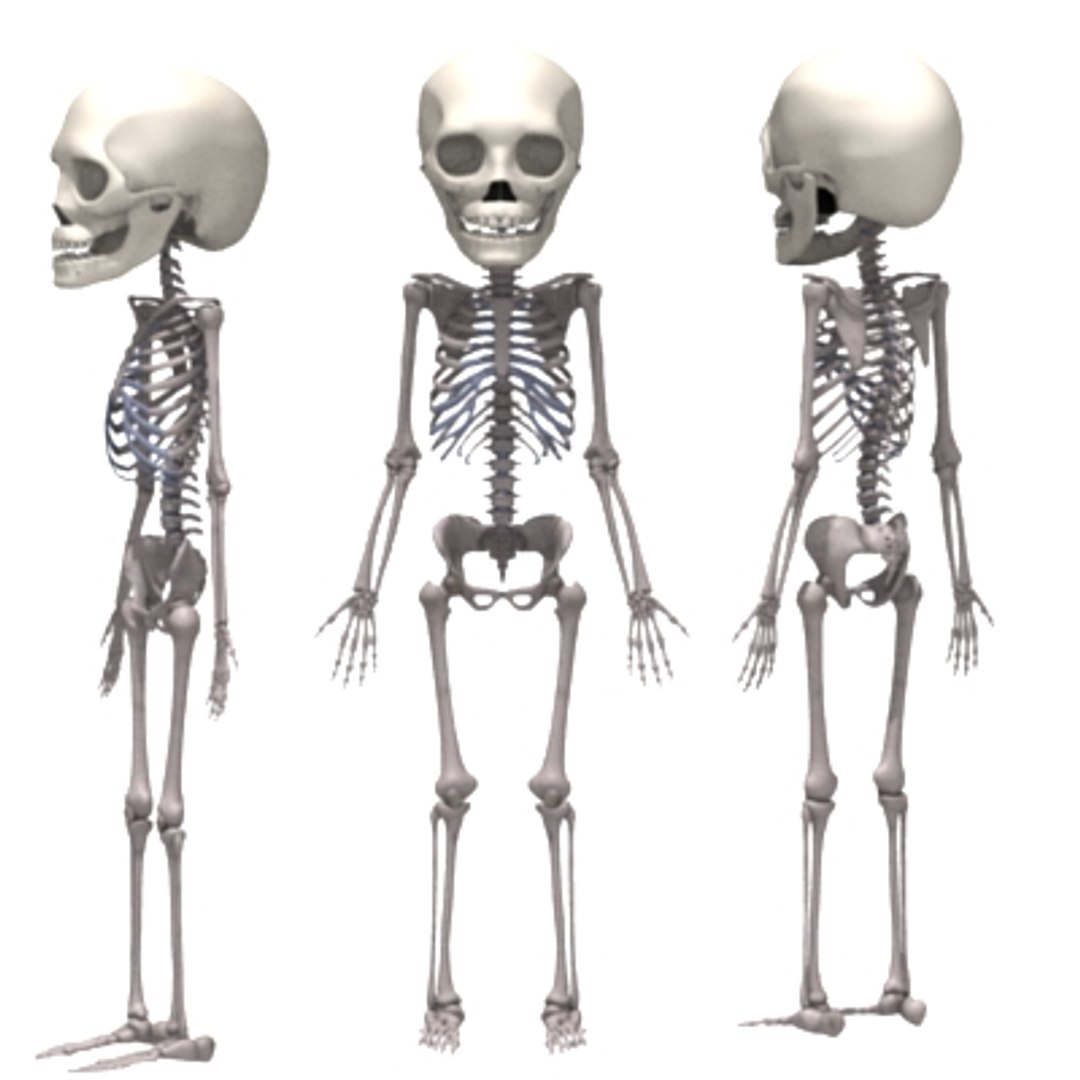 3d 2 Years Skeleton Human