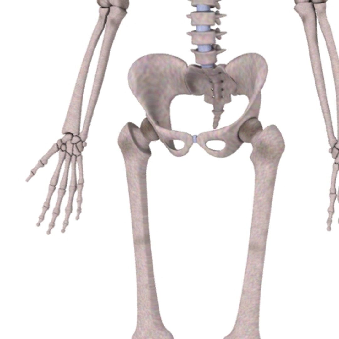 3d 2 years skeleton human https://p.turbosquid.com/ts-thumb/Nb/GZGQK8/evlYfuOc/2yrskeletond/jpg/1204899885/1920x1080/fit_q87/189cc3ccf6f4a264cb7bbb17a0024cdfb7627dc8/2yrskeletond.jpg