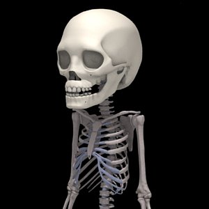 skeleton 2 years