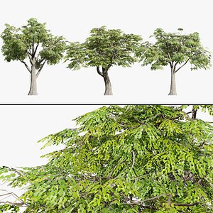 Realistic Mopane Tree 3D Asset model