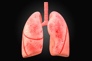 Human Lungs