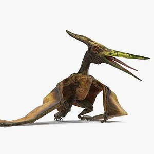 Pteranodon Flying Carnivorous Reptile Standing Pose 3D Model