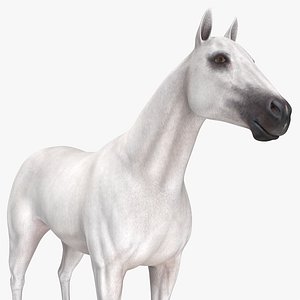 3D model white horse animal
