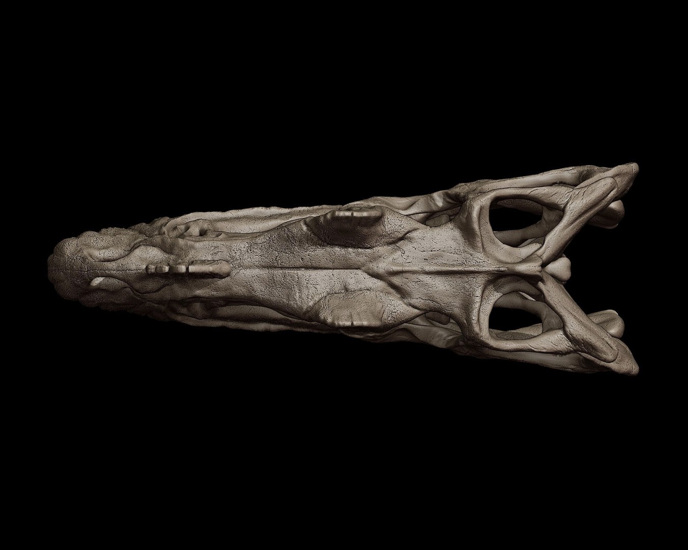 Ceratosaurus Skull 3D Print Model 3D Model - TurboSquid 2396576