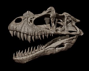 Ceratosaurus Skull 3D Print Model 3D model