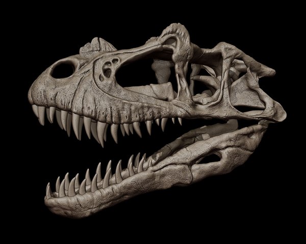 modelo 3d Modelo de impresión 3D del cráneo de Ceratosaurus ...