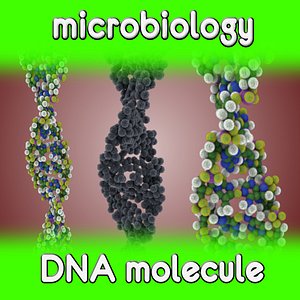 DNA molecule