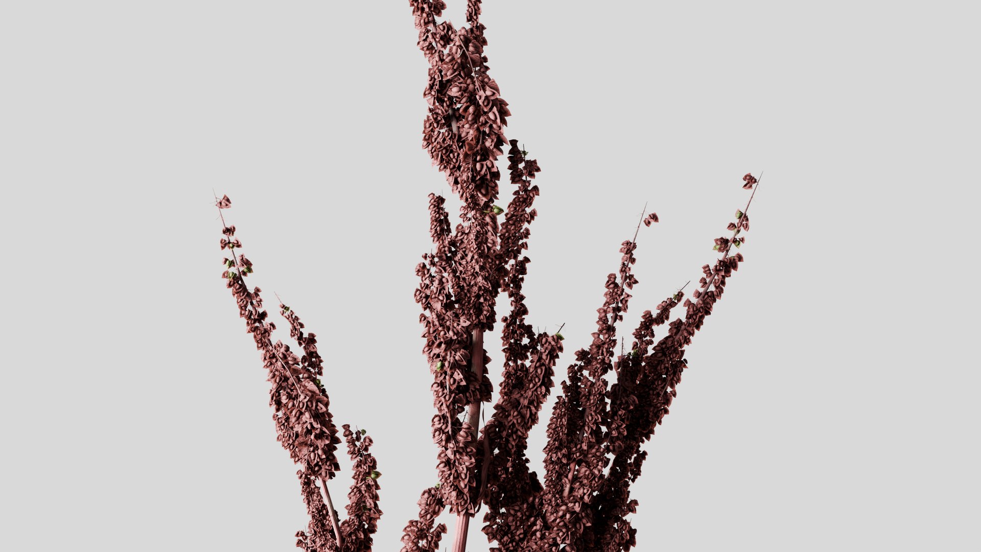 Rumex confertus decorative grass 3D model https://p.turbosquid.com/ts-thumb/Nc/4PXoLd/IL/z0004/jpg/1705253582/1920x1080/fit_q87/b0882906bd1d849cf968dbf74de05e49a709f47c/z0004.jpg