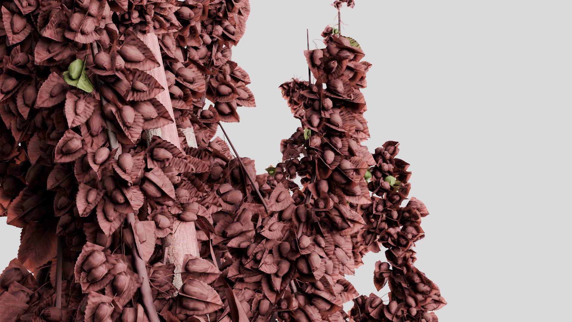Rumex confertus decorative grass 3D model https://p.turbosquid.com/ts-thumb/Nc/4PXoLd/VL/z0005/jpg/1705253580/1920x1080/fit_q87/a4af799f0ab18ae662082af7a6e24ae58f161e20/z0005.jpg