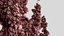 Grama decorativa Rumex confertus
