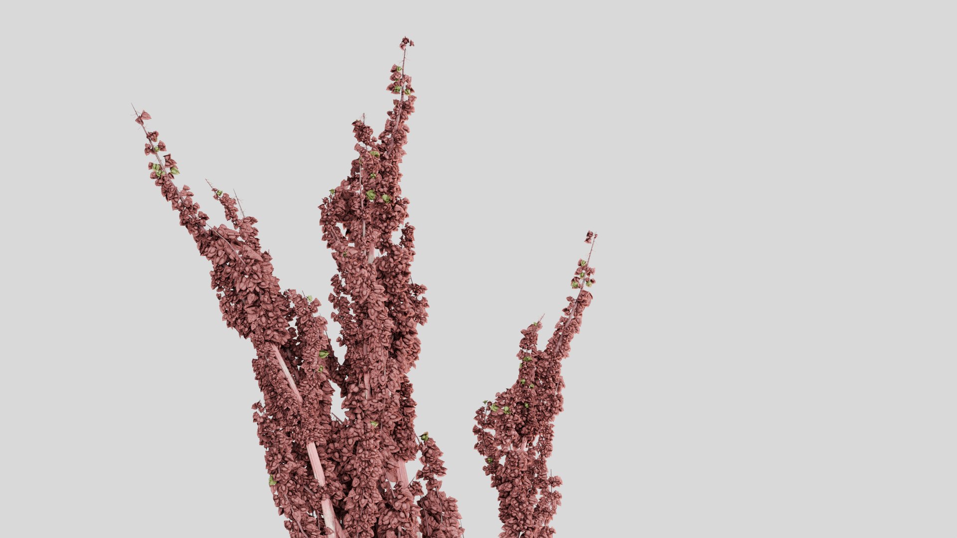 Rumex confertus decorative grass 3D model https://p.turbosquid.com/ts-thumb/Nc/4PXoLd/dG/z0003/jpg/1705253582/1920x1080/fit_q87/db0b876fe36e92001db22d16ded6e3bb2f5a210a/z0003.jpg