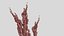 Grama decorativa Rumex confertus