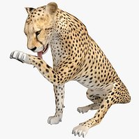Cheetah 2 Pose 5