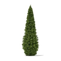 White Cedar (Thuja occidentalis) 4.6m