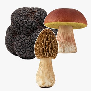 Mushroom Bundle: boletus, morel, chanterelle and truffle