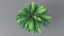3D model Cartoon Palm Tree 01