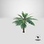 3D model Cartoon Palm Tree 01