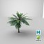 3D model Cartoon Palm Tree 01
