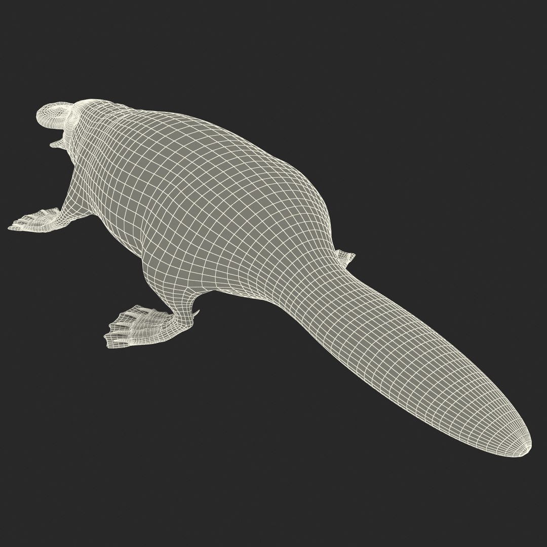 3d model platypus fur https://p.turbosquid.com/ts-thumb/Nc/Ox2gvI/0mgskBy2/platypusfur_12/jpg/1410537195/1920x1080/fit_q87/4872ed983f70f2effa07988178186a2cb6dfbeab/platypusfur_12.jpg